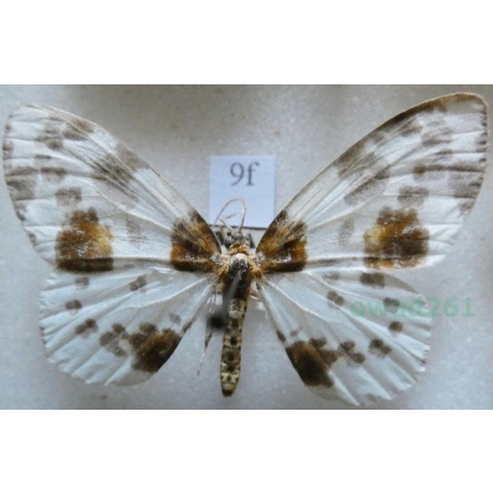 Abraxas sylvata (Scopoli, 1763) Plamiec leśniak Czech9f